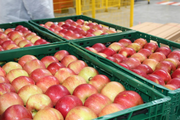 fot. sadyogrody.pl Kazachstan zmniejszył import jabłek