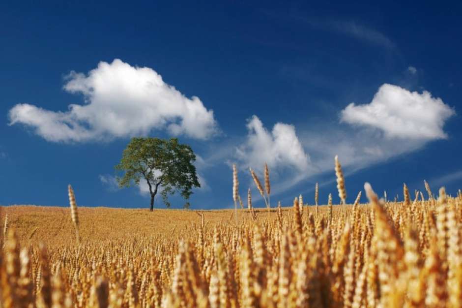 Rosną prognozy tegorocznych zbiorów zbóż w Rosji