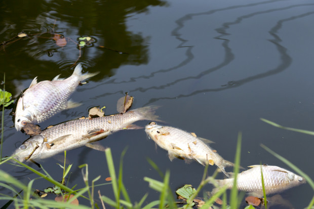 Fot. Shutterstock Ekolodzy: w 2050 r. w morzach będzie więcej plastiku niż ryb