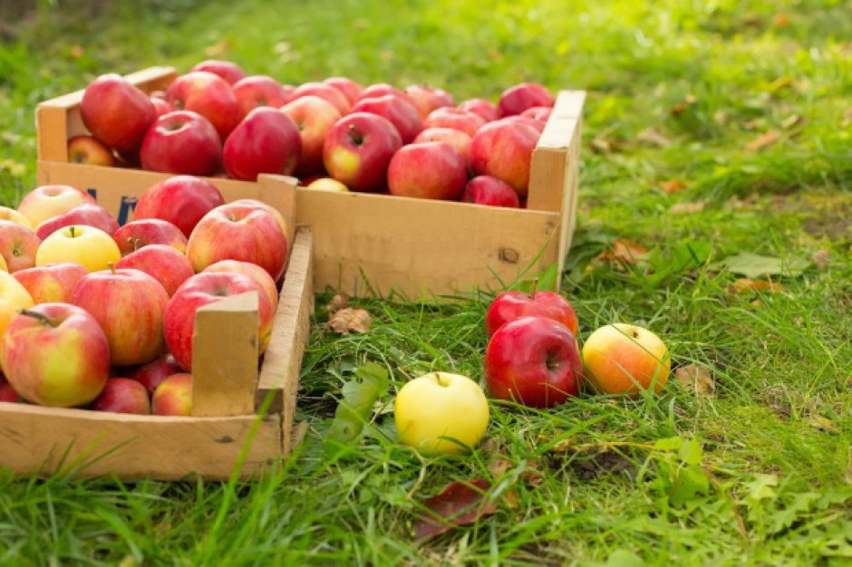 fot. shutterstock Chińczycy zniosą embargo na import polskich jabłek?