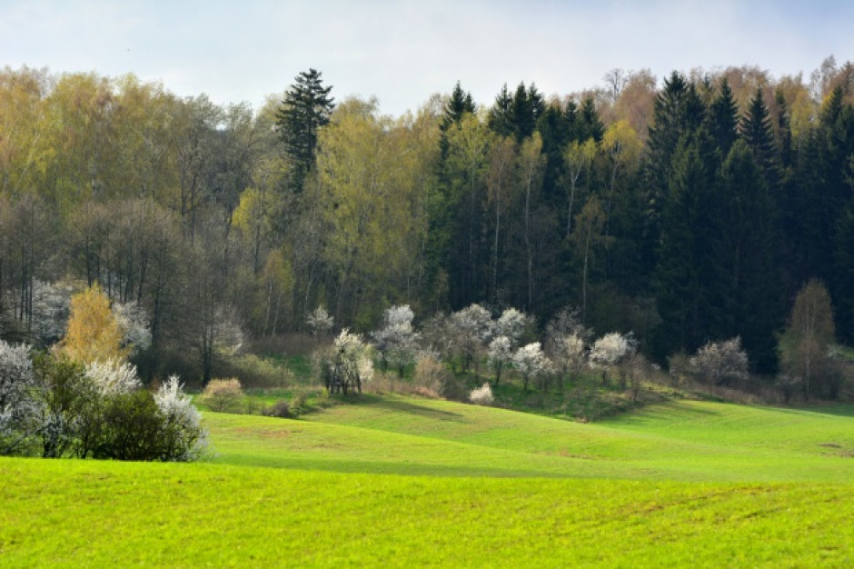 fot. shutterstock Na Podkarpaciu inwentaryzują zasoby przyrodnicze lasów