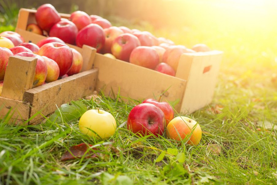 Izby Rolnicze chcą zwiększenia pomocy UE dla producentów owoców  