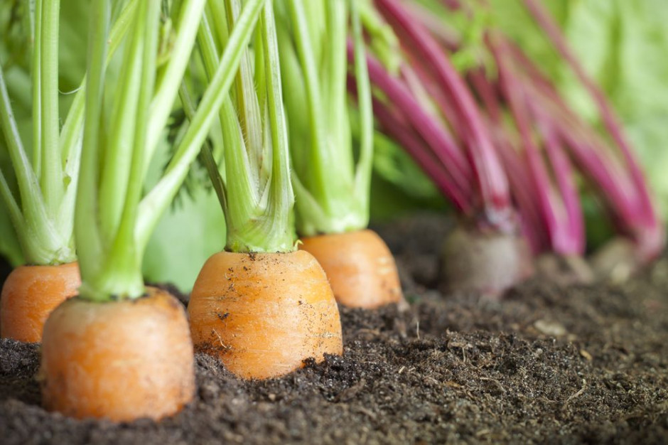 Powstanie Polska Izba Żywności Ekologicznej/ fot. shutterstock Eko-producenci chcą powołać Polską Izbę Żywności Ekologicznej