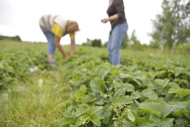 fot.Farmer.pl Rząd chce mieć dokładne informacje, ile cudzoziemców pracuje sezonowo