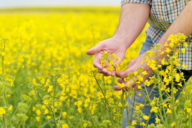 Fot. shutterstock Wzrost cen roślin oleistych wspierany przez spadek zapasów
