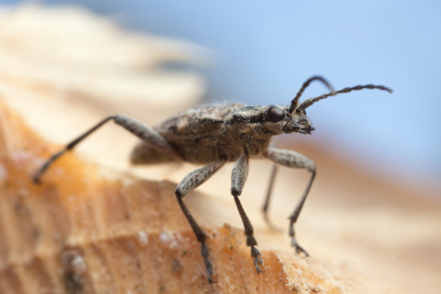 fot. shutterstock Prokuratura wszczęła śledztwo ws. rozwoju kornika w Puszczy Białowieskiej