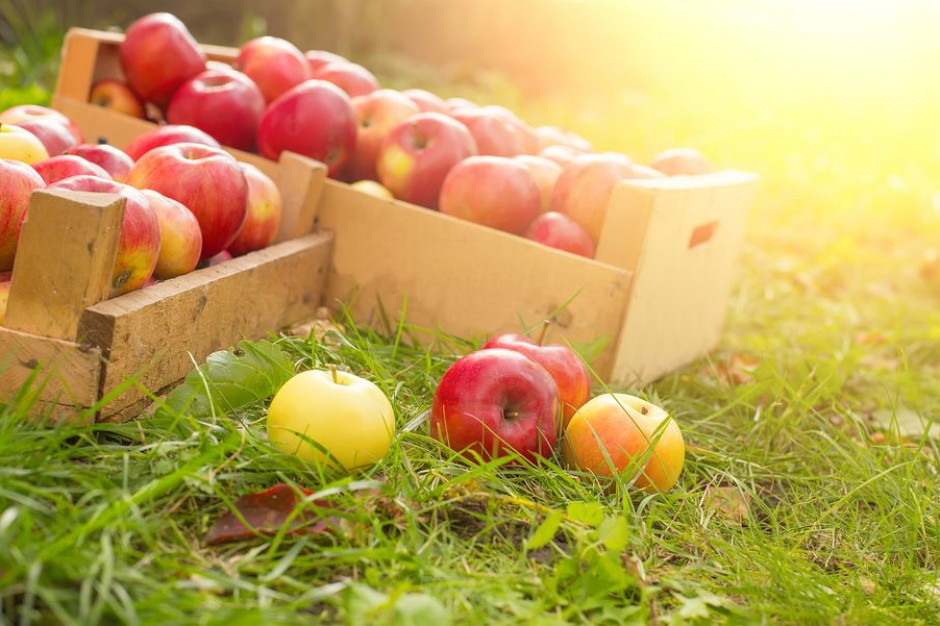Fot. shutterstock Polscy producenci jabłek podpisują porozumienie z Chinami