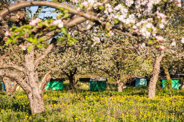 Fot. shutterstock Badanie: Współpraca rolników, sadowników i pszczelarzy układa się pozytywnie