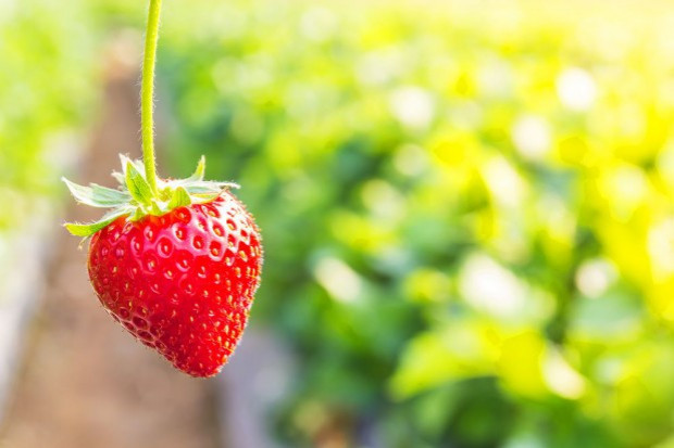 fot. shutterstock W Korycinie startuje święto truskawki