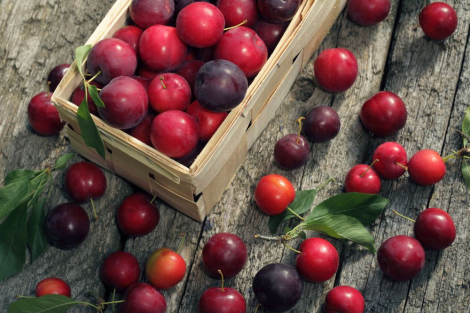 Prognozy TRSK: Lepsze zbiory jabłek, gorsze truskawek, porzeczki, wiśni i śliwek