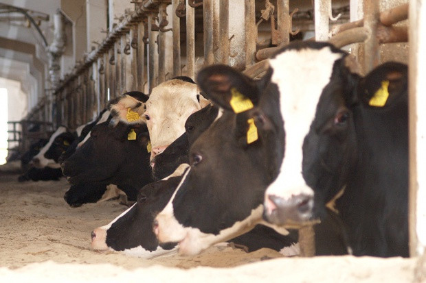 fot.Ł.Chmielewski (Farmer.pl) PFHBiPM: Spadek pogłowia krów mlecznych