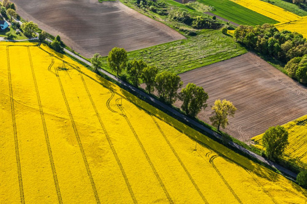 fot. shutterstock IERiGŻ: W maju pogorszyły się rynkowe uwarunkowania produkcji rolniczej