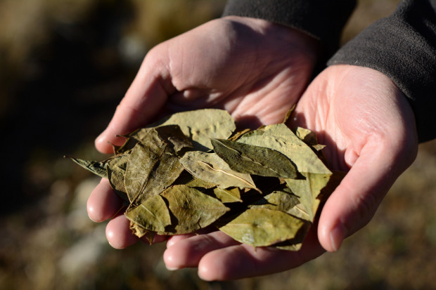 fot. shutterstock Kolumbia: Powierzchnia plantacji koki wzrosła dwukrotnie od 2014 roku