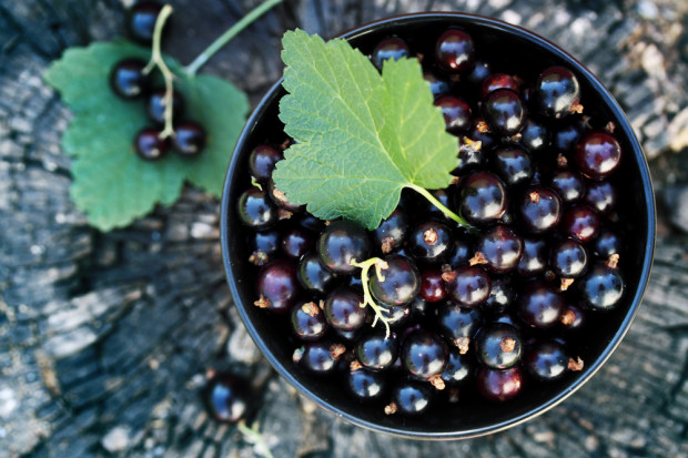 fot. shutterstock KSPCP: Ceny czarnej porzeczki odbiegają od oczekiwań producentów