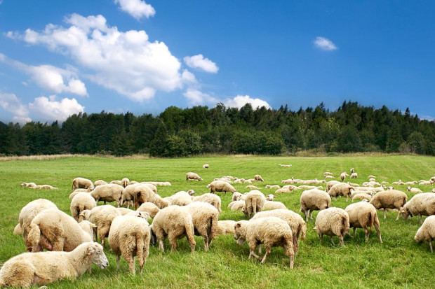 Fot. shutterstock Hodowca ze Szczyrku odpowie za zagłodzenie 53 owiec