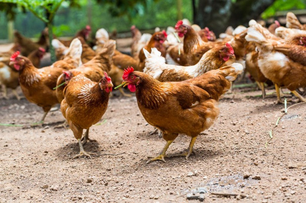 fot. Shutterstock Prognozy produkcji mięsa drobiowego na świecie