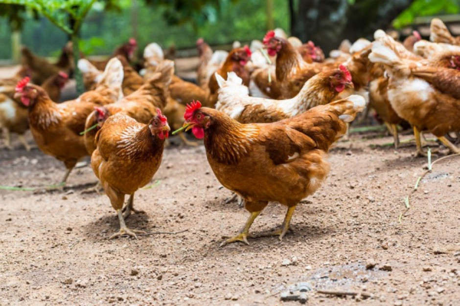 fot. Shutterstock Prognozy produkcji mięsa drobiowego na świecie