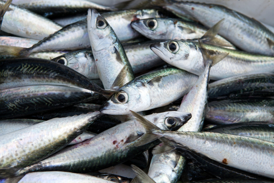 Fot. Shutterstock Polskie zakłady zwiększają produkcję ryb