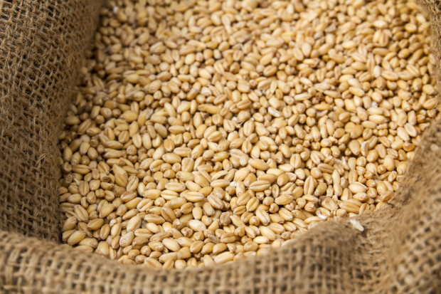 fot. shutterstock Royal Agrifirm Group przejął polską firmę paszową Paszmark