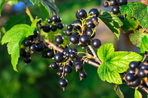 fot. shutterstock Niskie ceny porzeczki to efekt wysokiego poziomu zapasów