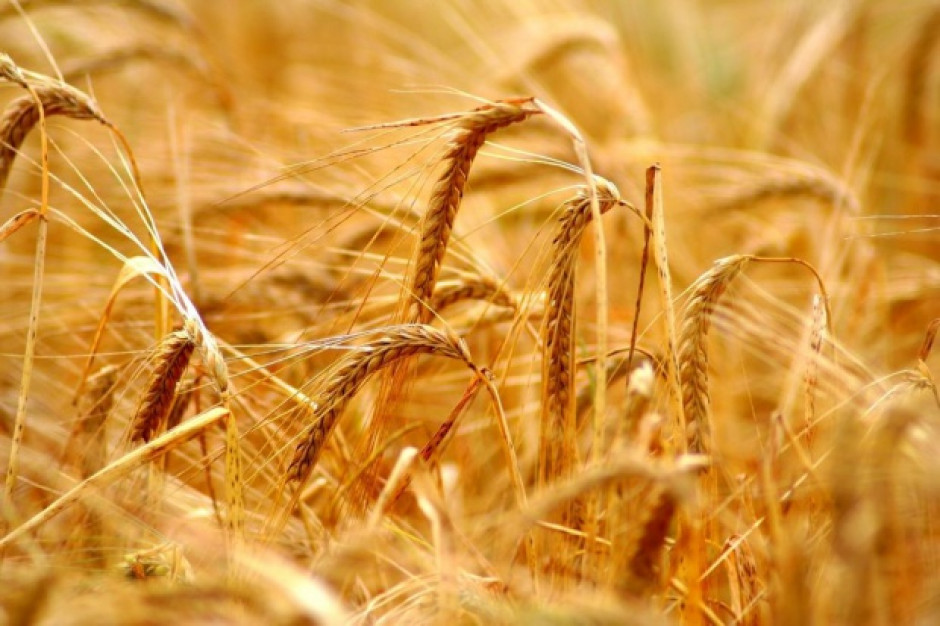 fot. shutterstock UE: Obawy o jakość pszenicy wpływają na ceny
