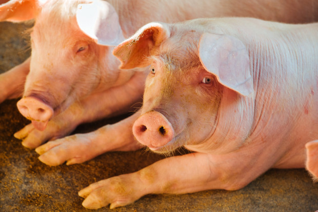 Fot. Shutterstock Chiny: wysoki import i ceny wieprzowiny