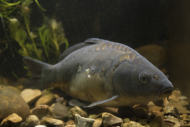 Fot. Shutterstock Rybacy nie chcą płacić za stawy