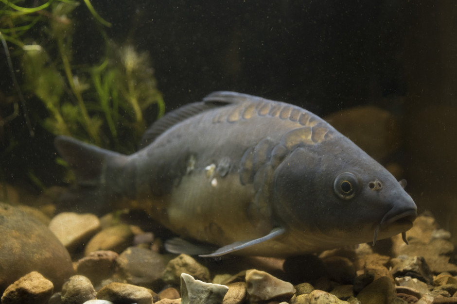 Fot. Shutterstock Rybacy nie chcą płacić za stawy