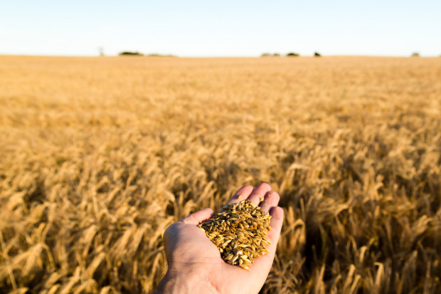 Fot. Shutterstock MRiRW: na rynku zbóż nie jest źle