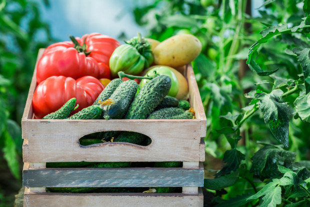 Fot. shutterstock Zapowiadają się rekordowe zbiory owoców i warzyw