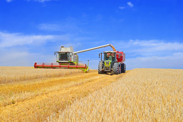 Fot. shutterstock BGŻ BNP Paribas: Wstępne szacunki zbiorów zbóż w 2016 r.