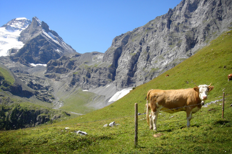 Fot. shutterstock Producent oscypków z nowym regionalnym produktem