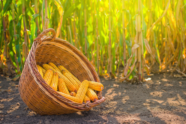Fot. Shutterstock W Niemczech coraz więcej kukurydzy uprawianej na biomasę