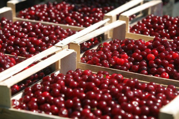 fot. shutterstock Wiśnie na Mazowszu skupowane są za 0,5 zł/kg
