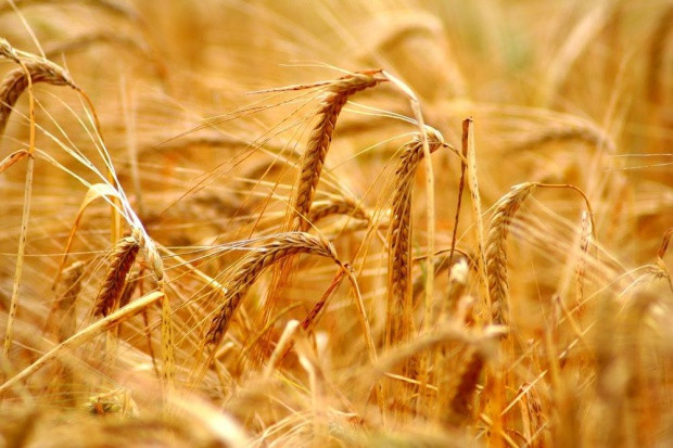 fot. shutterstock Obawy o jakość zboża w Niemczech i Francji wprowadzają niepewność co do cen