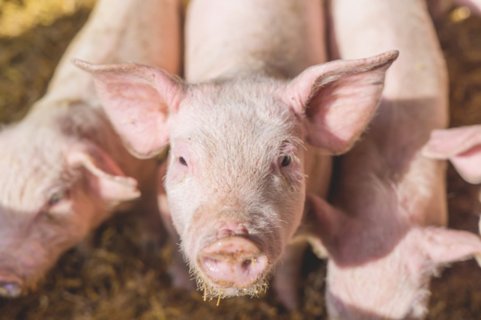 fot. Shutterstock Szef GIW: ASF w gminie Wysokie Mazowieckie to nie przypadkowe zakażenie