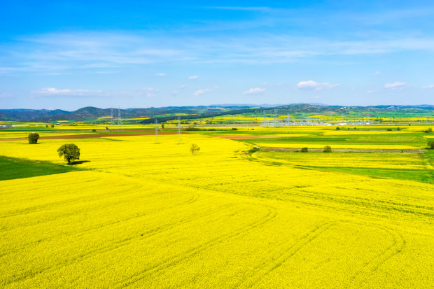 fot. shutterstock Rozwój upraw rzepaku w Polsce to dowód na pozytywny wpływ biopaliw na rolnictwo
