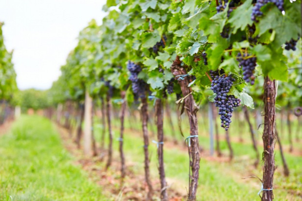 fot. shutterstock Włochy: Rozpoczyna się tegoroczne winobranie