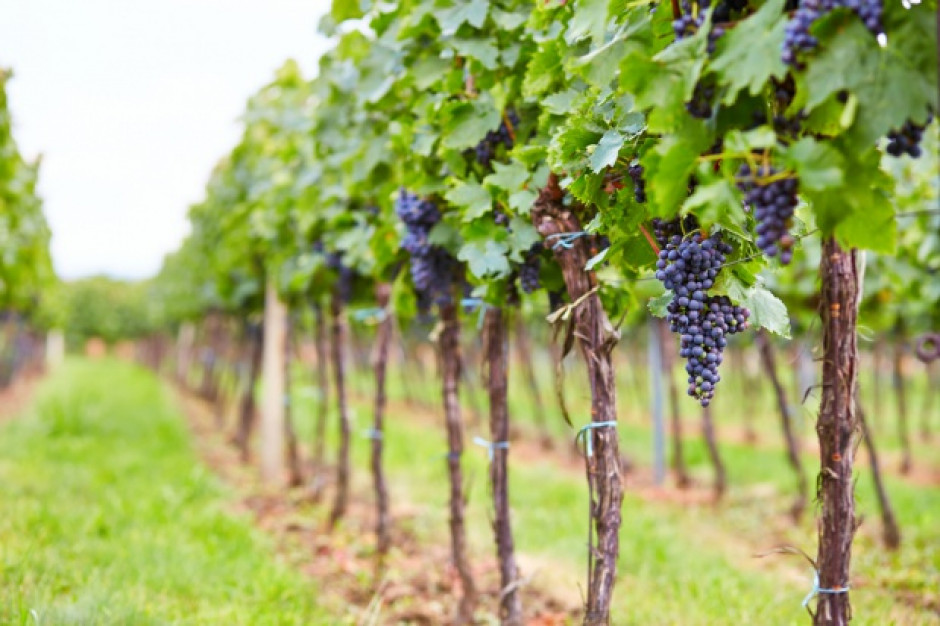 fot. shutterstock Włochy: Rozpoczyna się tegoroczne winobranie