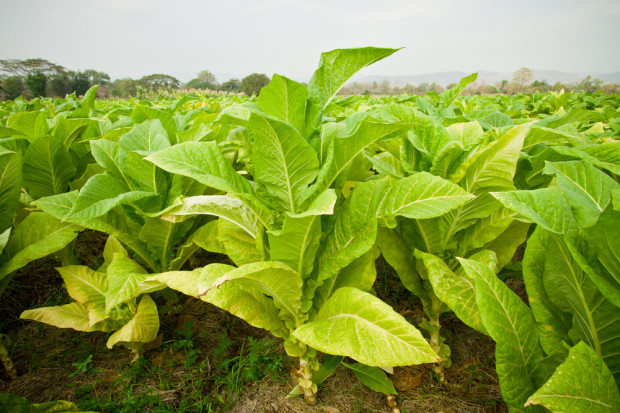 fot. shutterstock Plantatorzy są najsłabiej kontrolowanym elementem łańcucha produkcji papierosów