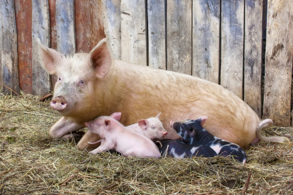 fot. Shutterstock Producenci trzody chcą likwidacji chlewni, które nie przestrzegają bioasekuracji