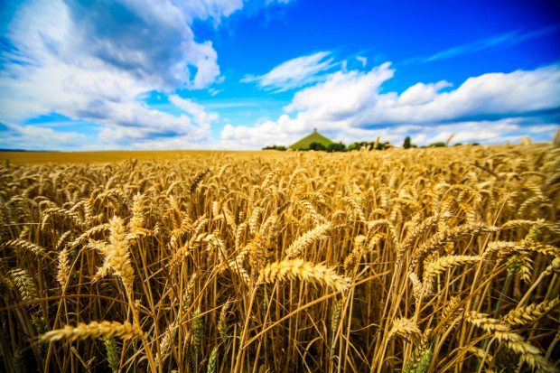 fot. shutterstock Zbiory zbóż we Francji najsłabsze od 13 lat