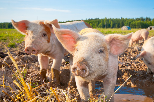 Fot. Shutterstock GLW: od piątku trwa akcja badania próbek z gospodarstw uznanych za ogniska choroby