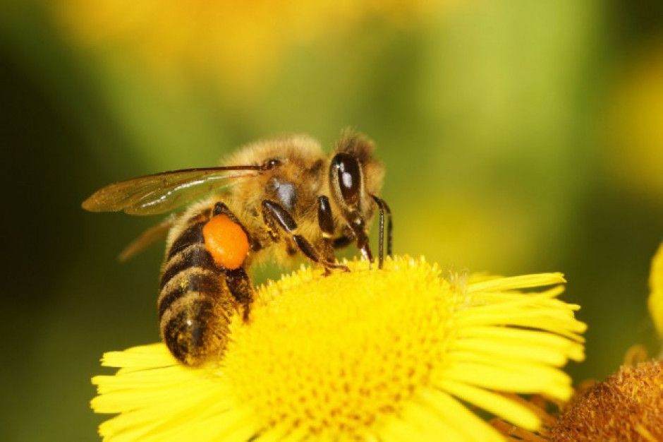 Fot. Shutterstock Pszczół ubywa w zastraszającym tempie. Co robić?