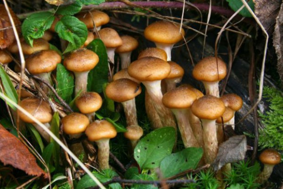 Bronisze: Duża podaż grzybów