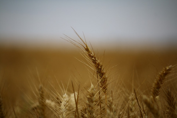 fot. pixabay.com GUS: Rolnicy przystąpili do żniw, potaniały produkty roślinne