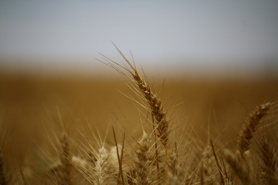 fot. pixabay.com GUS: Rolnicy przystąpili do żniw, potaniały produkty roślinne