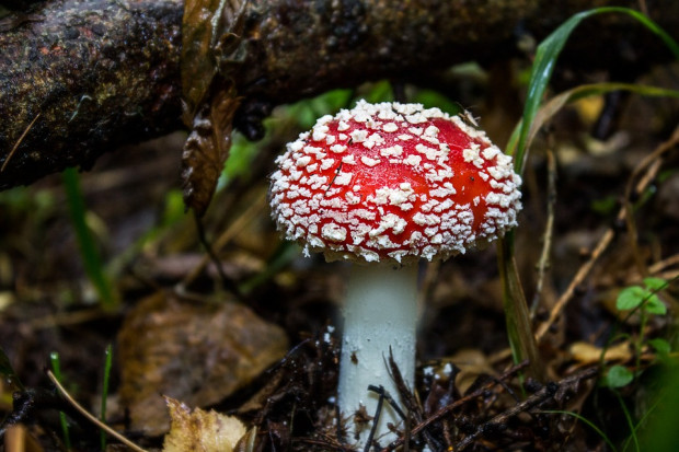 fot. pixabay.com GIS ostrzega przed zatruciem grzybami