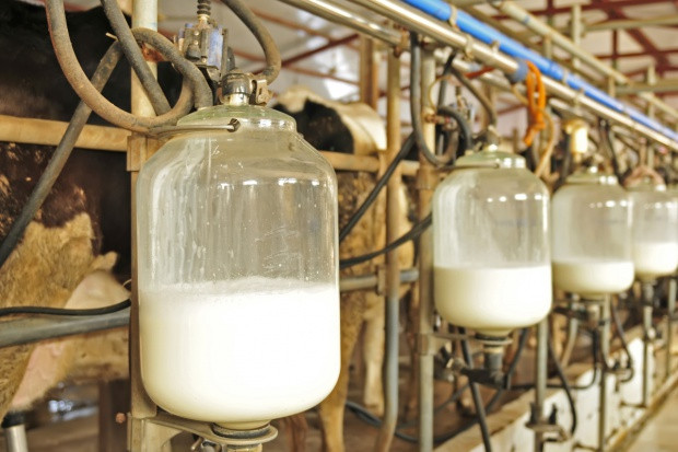 fot. shutterstock.com FrieslandCampina podwyższyła gwarantowaną cenę na skupowane mleko