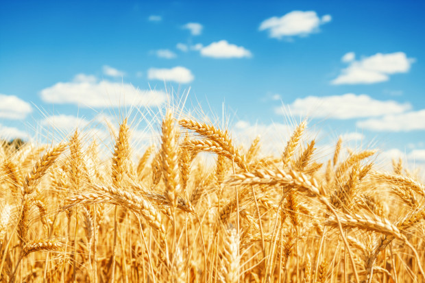 Fot. shutterstock KE podaje najnowszą prognozę plonów zbóż